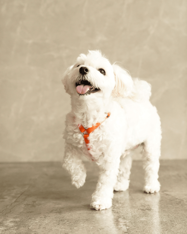 Alice's Dog & Cat PERROS ハーネス レビュー