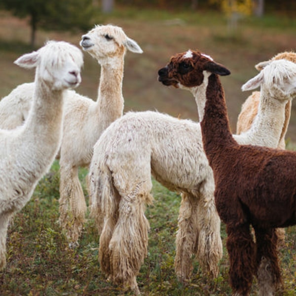 About Alicia Adams Alpaca Luxury Gifts