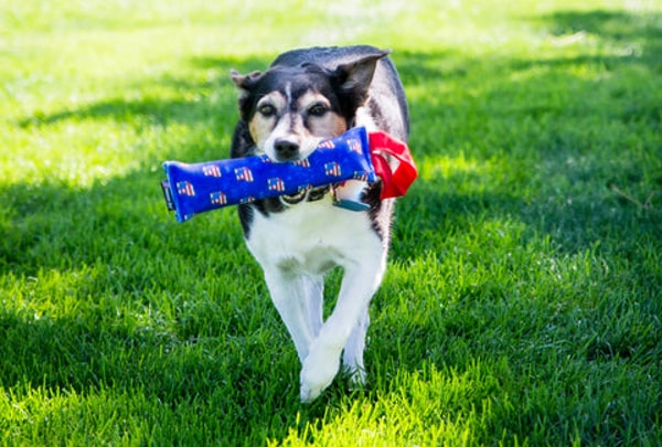 American Dog Review