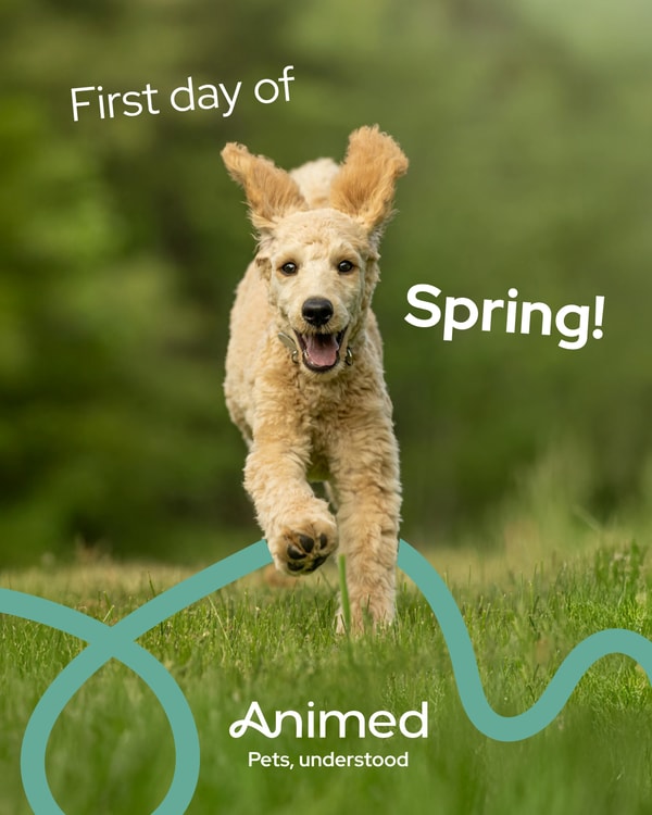 Animed Review