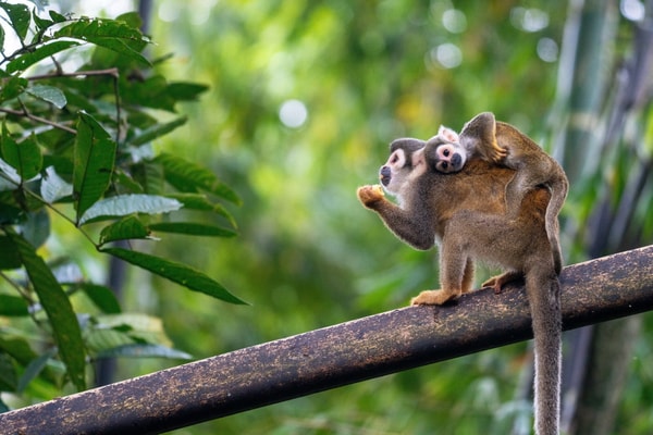 Approach Tours Untamed Amazon & Ecuador Cruise Reviews