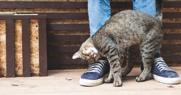 About Argos Pet Insurance