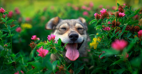 Argos Pet Insurance Review
