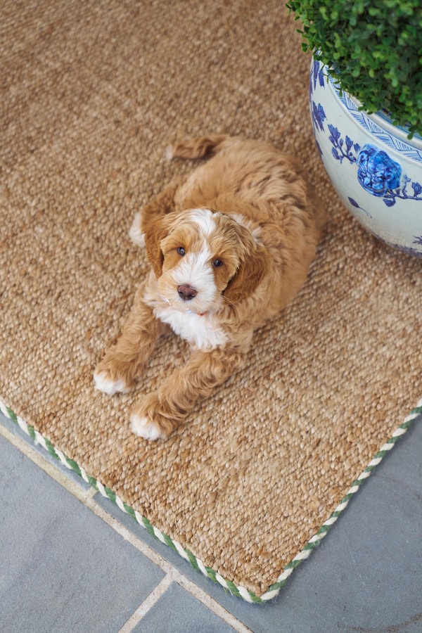 Art of the Entry Braided Jute Doormat in Basil Review