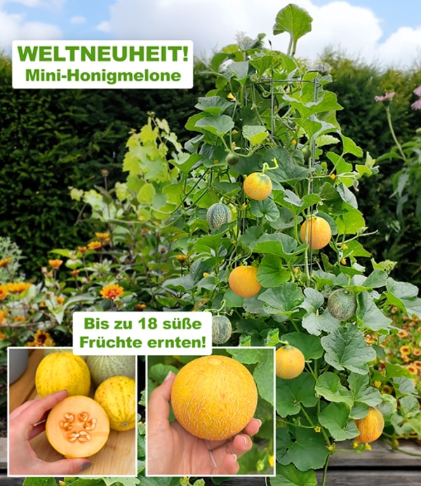 BALDUR-Garten Die kleine Melonenfabrik 'Honey Drops&reg;' F1 Review
