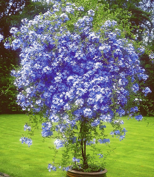 BALDUR-Garten St&auml;mmchen Plumbago Bewertung