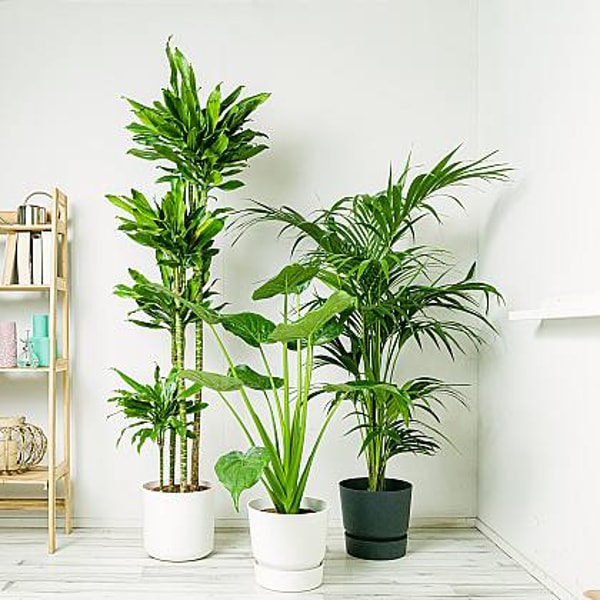 Be.Green: Ihr Online-Shop f&uuml;r Pflanzen und Zubeh&ouml;r