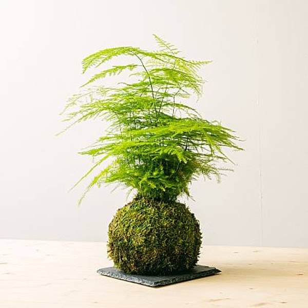 Be.Green Bewertung