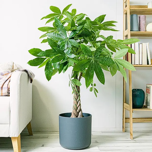 Be.Green Pachira Aquatica Bewertung
