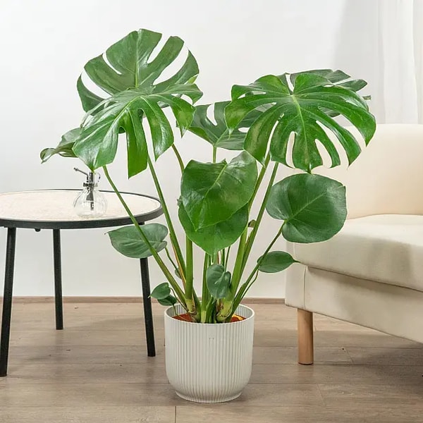 BE. GREEN Monstera Deliciosa Avis