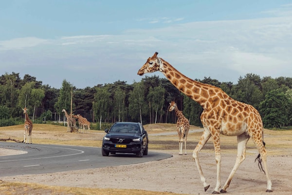 Beekse Bergen Safari Beoordeling
