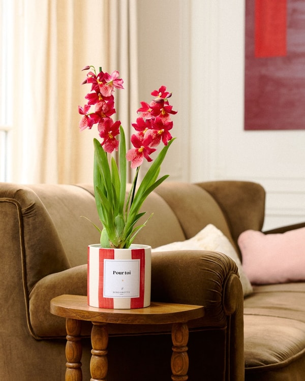 Bergamotte Orchid&eacute;e Aude Avis