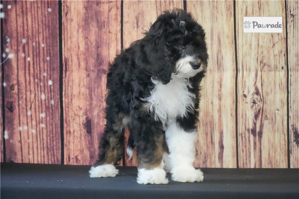 Pawrade Sadie Bernedoodle Review