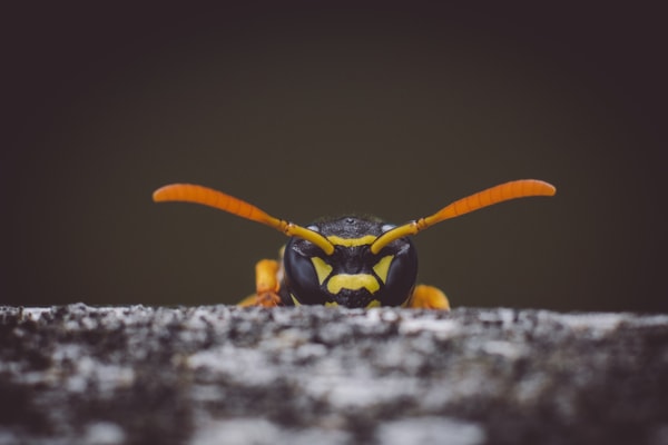 About Best Bee Brothers