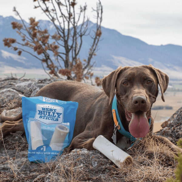 Best Bully Sticks Review
