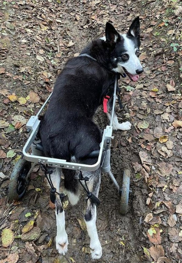 Best Friend Mobility Standard Rear Support Dog Wheelchair Review