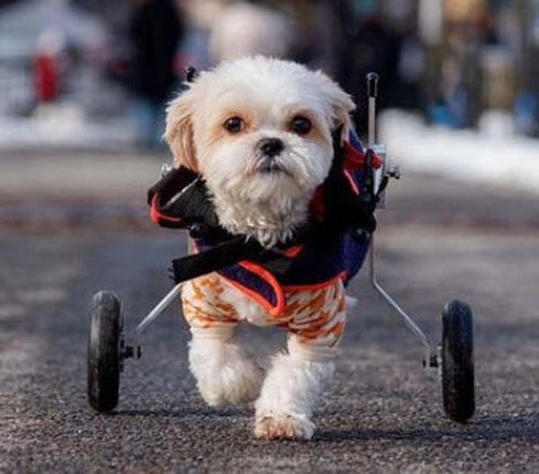 Best Friend Mobility Standard Rear Support Dog Wheelchair - Factory Refurbished Review