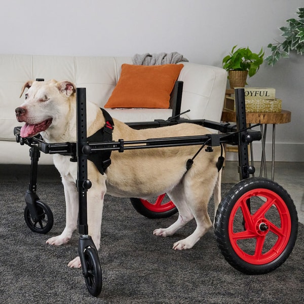 Best Friend Mobility Pro Rear Support Wheelchair Review