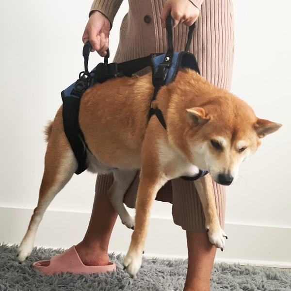 Best Friend Mobility Review
