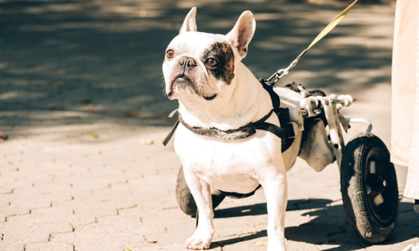 About Best Friend Mobility