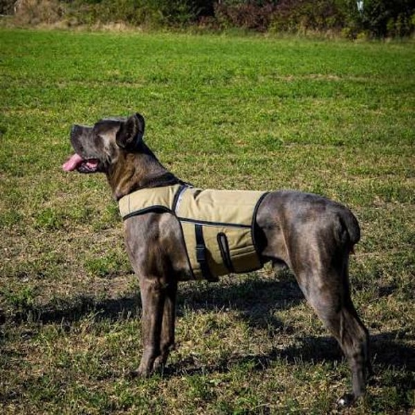 Bestia Dog Sport Review