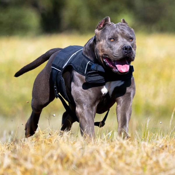 Bestia Dog Sport Weighted Harness Review