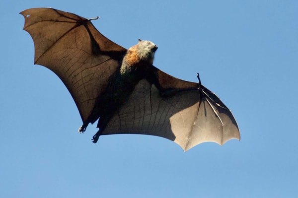 About Big Bat Box