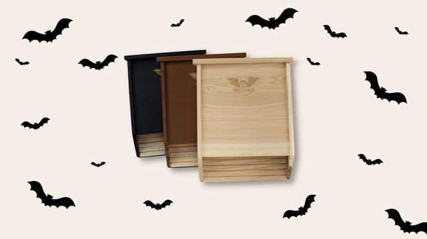 Big Bat Box Review