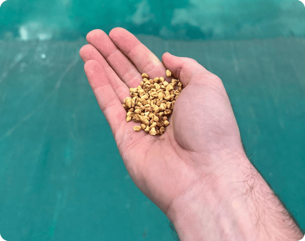 Bleen Larvicide anti-moustiques Avis