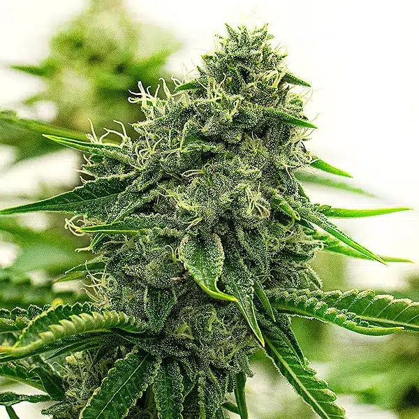 Blimburn Seeds UK Hippo High Review