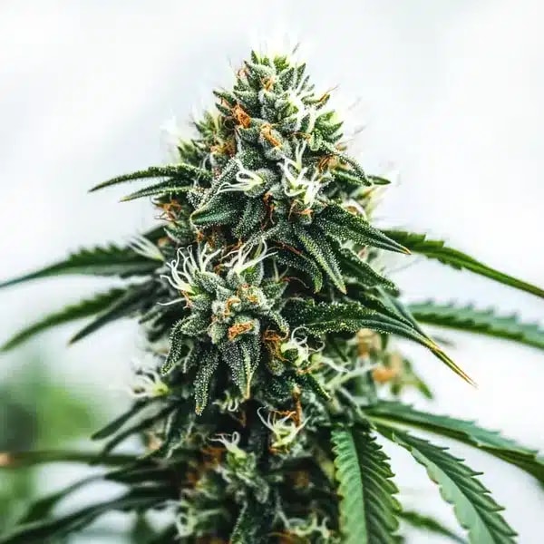 Blimburn Seeds UK Scrambler Haze Review