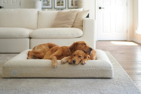 About Bluewater Dog