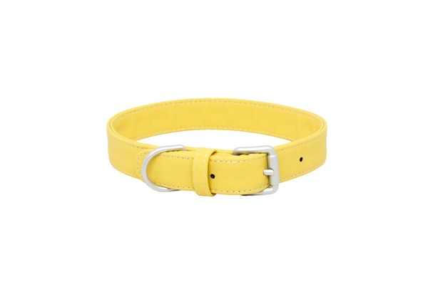 Bluewater Dog Waterproof Dog Collar Honey Review
