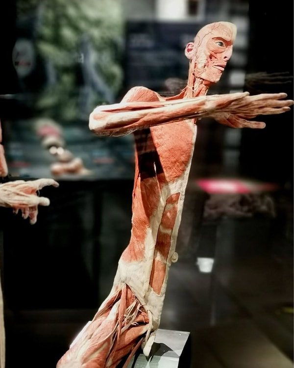Over Body Worlds Amsterdam