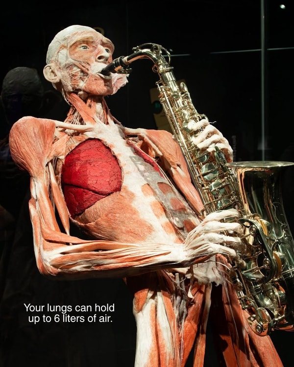 Body Worlds Amsterdam Beoordeling