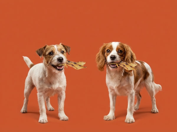Bonez Treats Review