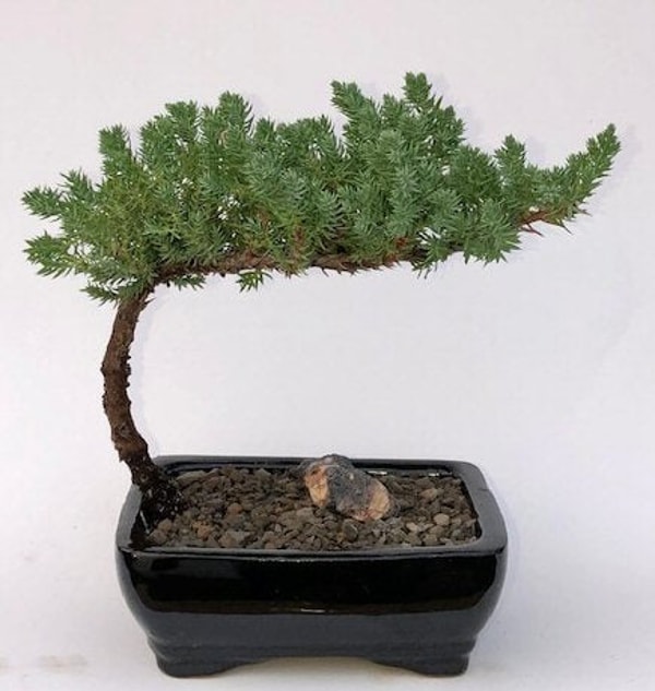 Bonsai Boy of New York Juniper Bonsai Tree Review