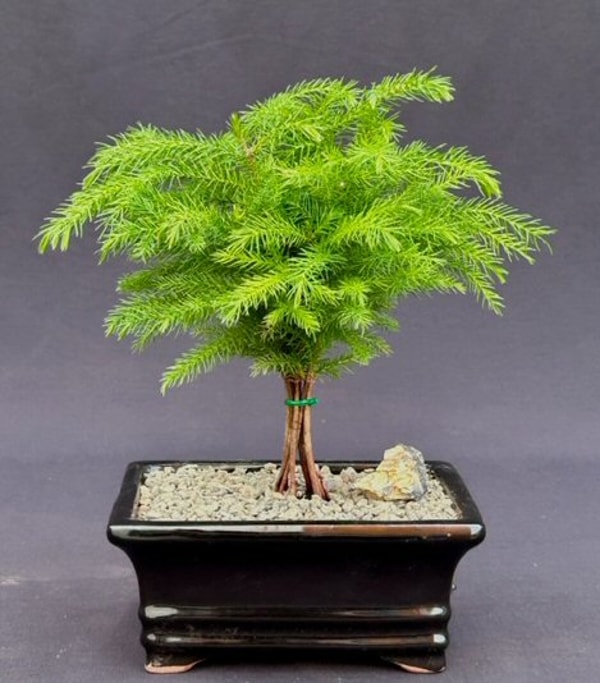 Bonsai Boy of New York Norfolk Island Pine Bonsai Tree Review
