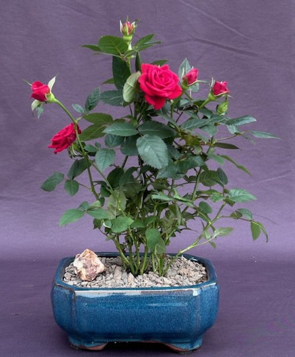 Bonsai Boy of New York Flowering Red Mini Rose Review