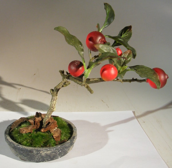 About Bonsai Boy of New York