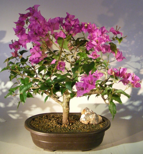 Bonsai Boy of New York Review