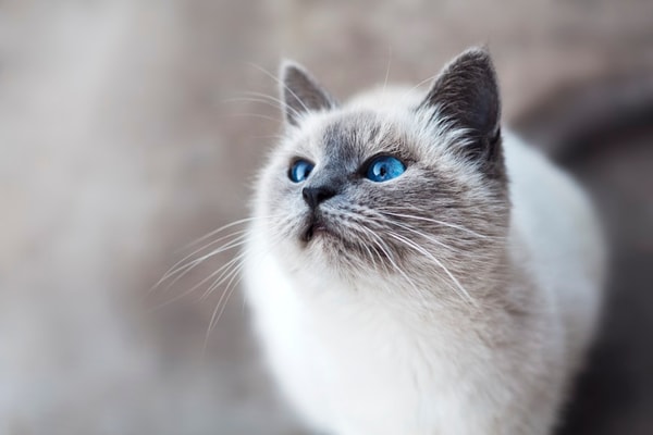 关于 BossCat