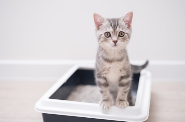 About Boxie Cat