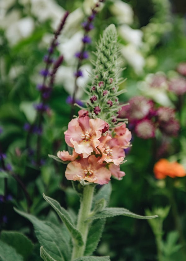 Burford Garden Co. Verbascum Pink Petticoats Review