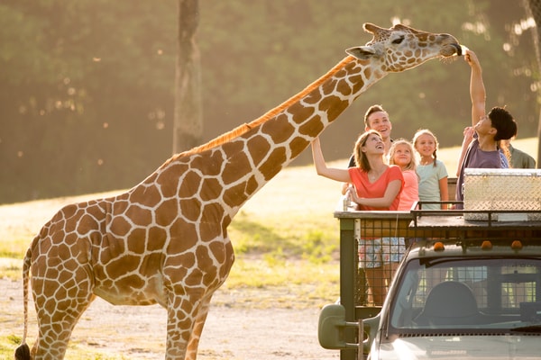 Busch Gardens Serengeti Safari Tour Review