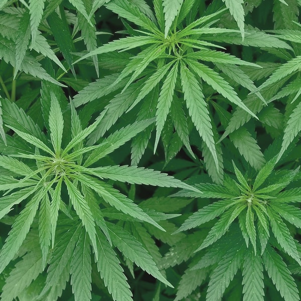 About Buy THCa Flower