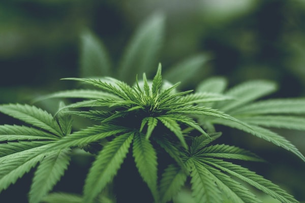 Overview of Buy THCa Flower