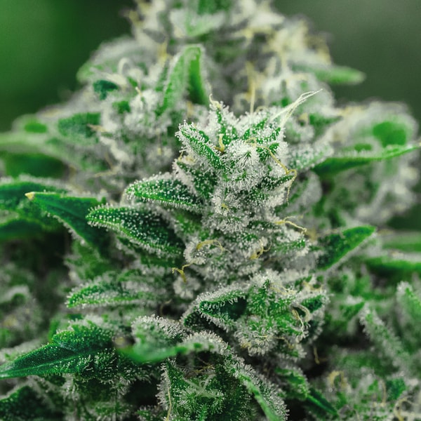 Buy THCa Flower Review