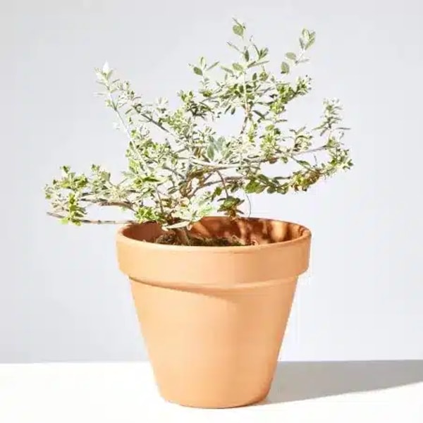 Can Juanito Arbusto teucrium Rese&ntilde;a