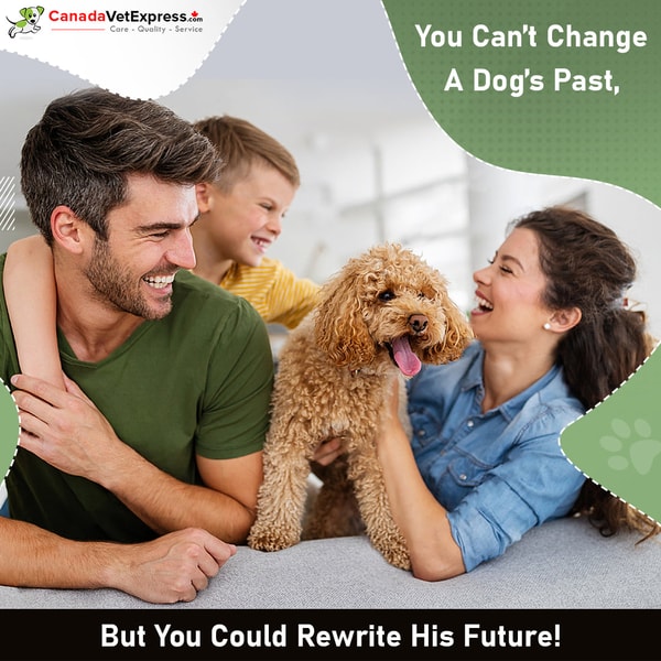 About Pet Medications 